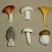 Set Descanso de Talher Cogumelo Colorido.